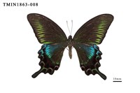 藏品(翠鳳蝶(蘭嶼亞種))的圖片